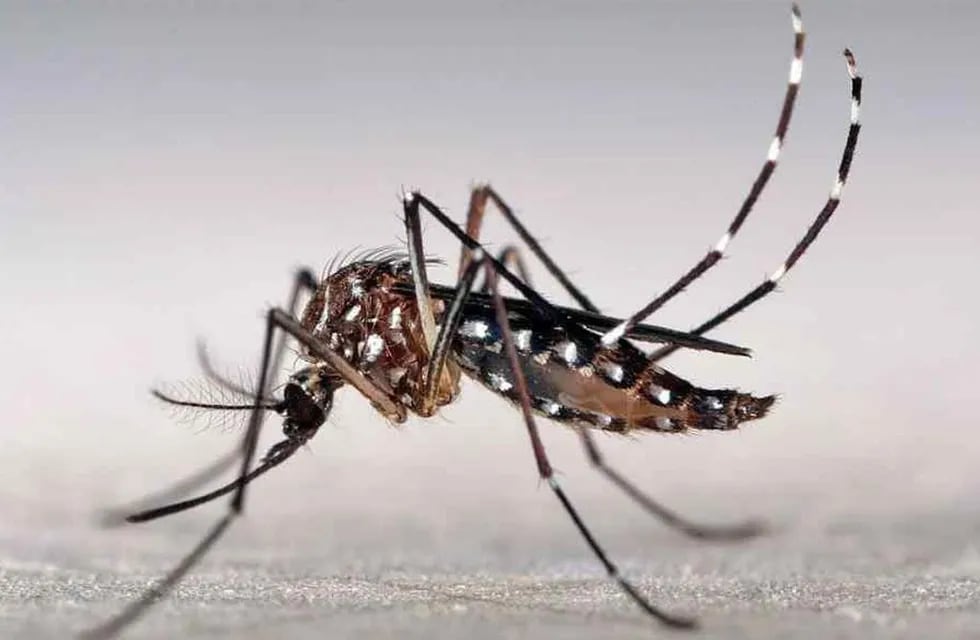 El mosquito Aedes aegypti es el vector que transmite el dengue, zika y chikunguña.