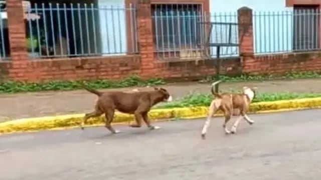 Puerto Iguazú: denunció que dos pitbulls la atacaron y mataron a su perra
