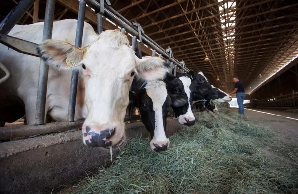 Second-generation dairy farmer David Janssens feeds his dairy cows at Nicomekl Farms in Surrey, British Columbia, Thursday Aug. 30, 2018.  It started with President Donald Trump's attacks on Canadian dairy farmers. Then Washington slapped tariffs on Canadian steel, citing national security. There was that disastrous G-7 summit in Quebec. Now it's a new North American free trade agreement that excludes America's northern neighbor. (Darryl Dyck/The Canadian Press via AP) eeuu  Vacas eco friendly alimentan con algas marinas para reducir las emisiones de metano experimento ucha contra el efecto invernadero