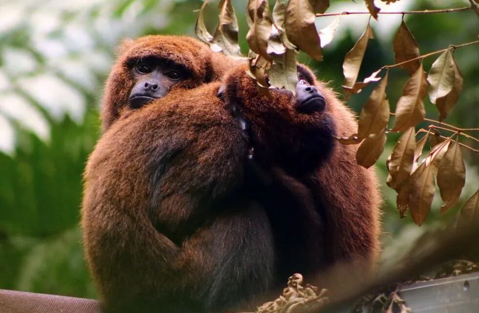 Los monos Carayá suelen habitar en zonas tropicales. AFP PHOTO / FUNDACAO BOTICARIO DE PROTECAO A NATUREZA - SINGE HURLEURS