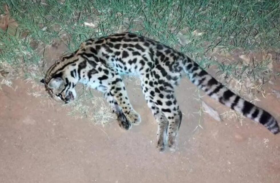Lamentablemente, otro animal silvestre fue atropellado en Eldorado.