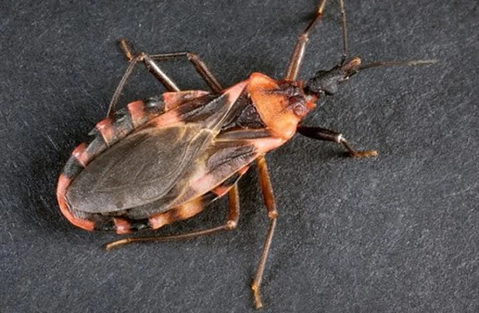 Salud despliega importante operativo contra el Chagas
