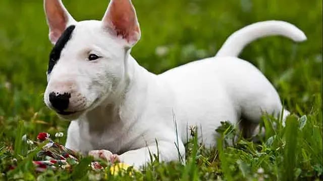 El animal robado es un cachorro de Bull Terrier. Imagen Ilustrativa