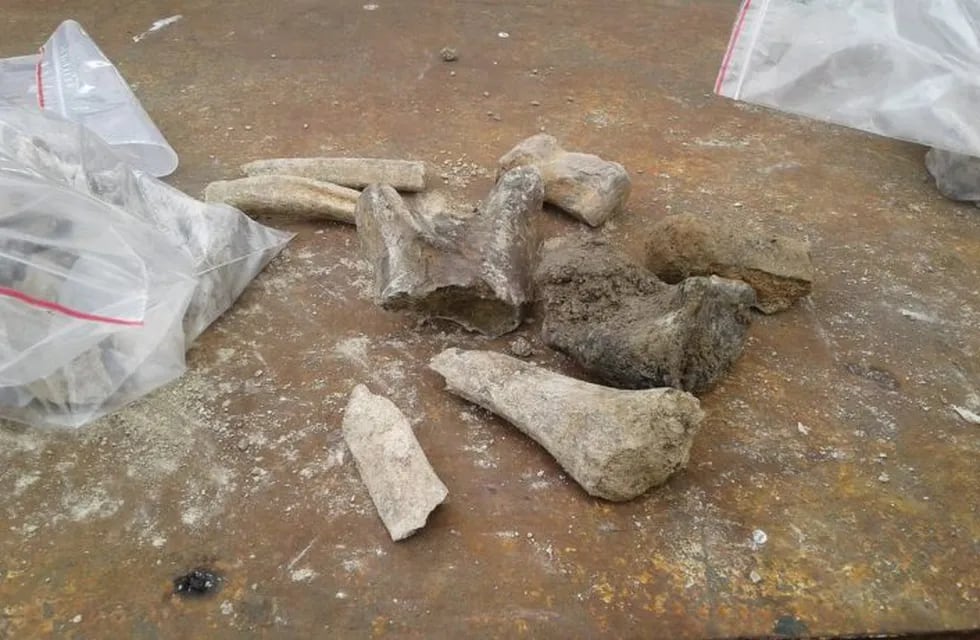 Los fósiles fueron descubiertos por pescadores la semana anterior. (@sergionazzi)