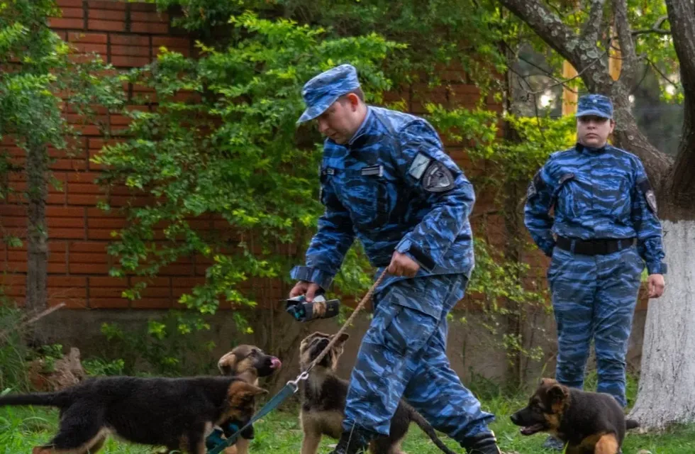 Compromiso y dedicación: el trabajo diario de los perros policías y sus guías en la Policía de Misiones