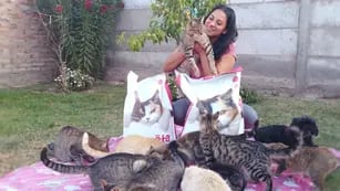 La sanjuanina que creó un refugio de gatos en su casa.