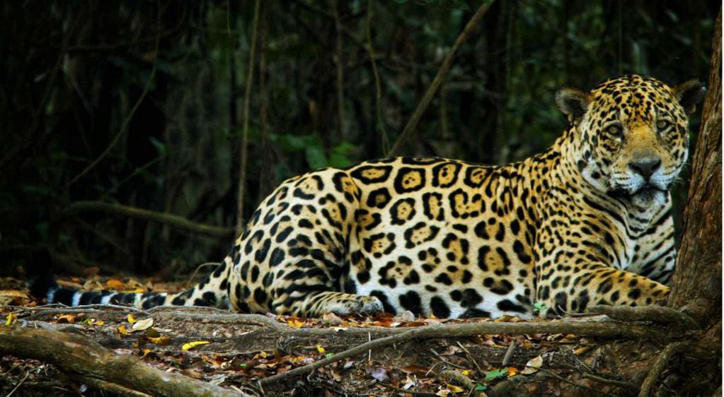 Las especies en peligro de extinción siguen perdiendo ejemplares por la acción del hombre y la destrucción del hábitat en Argentina, y uno de los casos más emblemáticos es el del yaguareté. (Andres Bosso/Parque Nacional/Télam).