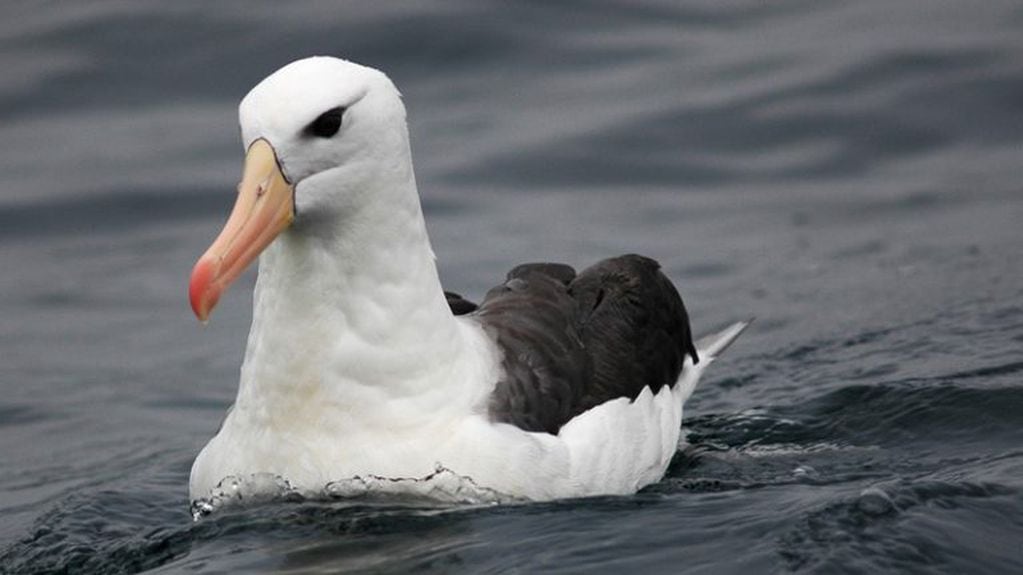 Albatros Tierra del Fuego