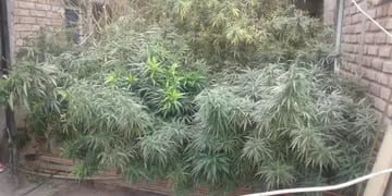 Plantas de marihuana halladas en procedimientos.