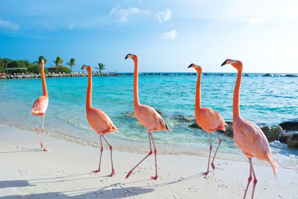 Aruba, un paraíso atípico en el Caribe