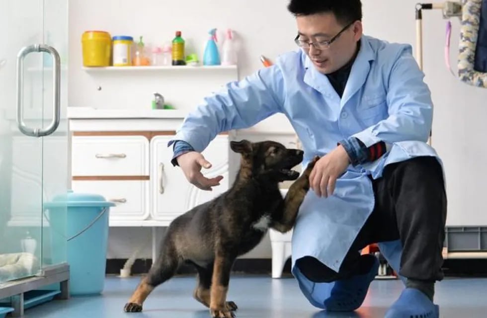 China comienza a entrenar a su primer perro policía clonado