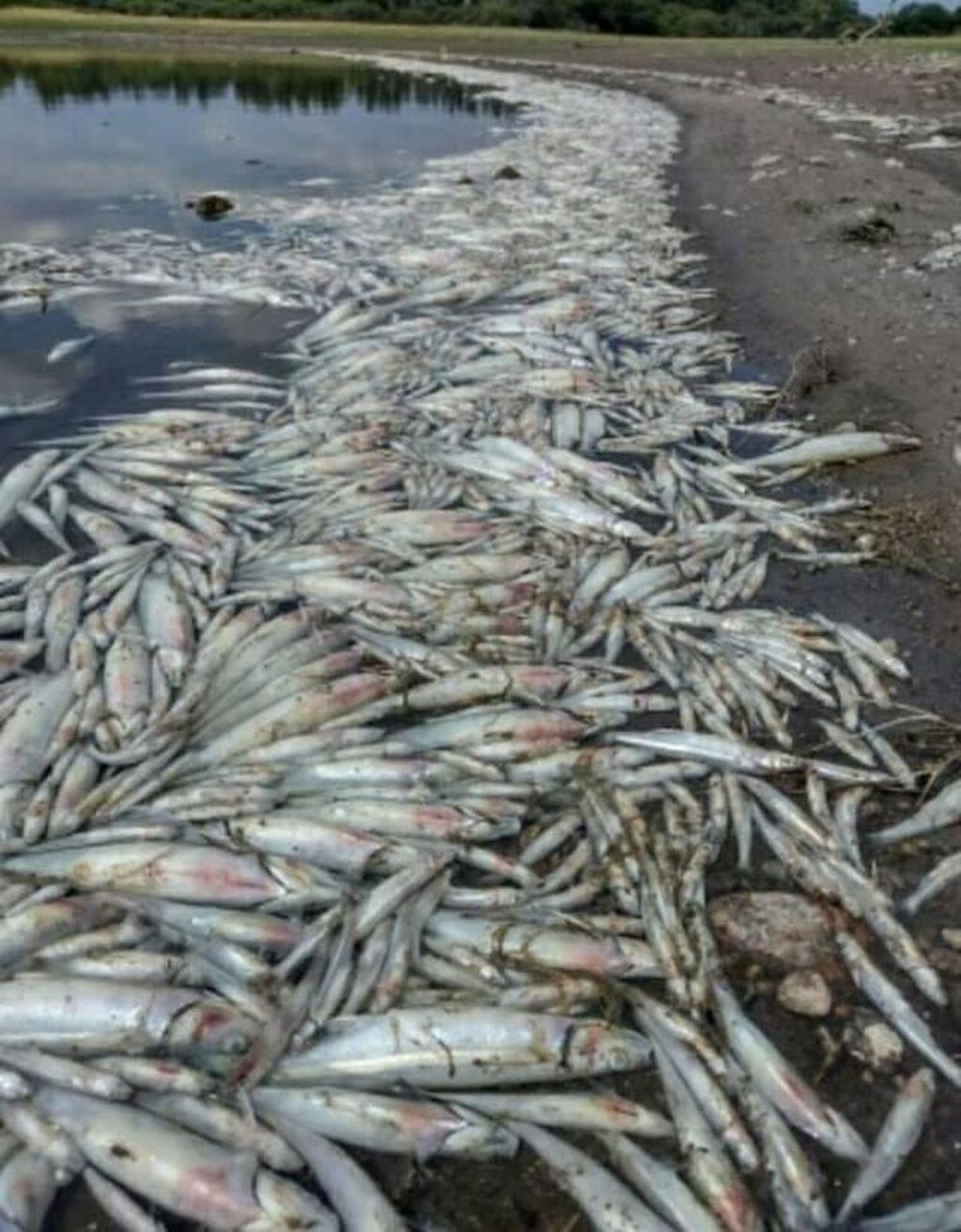 Miles de peces murieron por la ola de calor en Cruz del Eje.