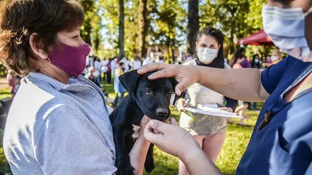 Se realizarán operativos de zoonosis en barrios de Eldorado