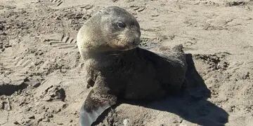 Lobo Marino en Monte Hermoso