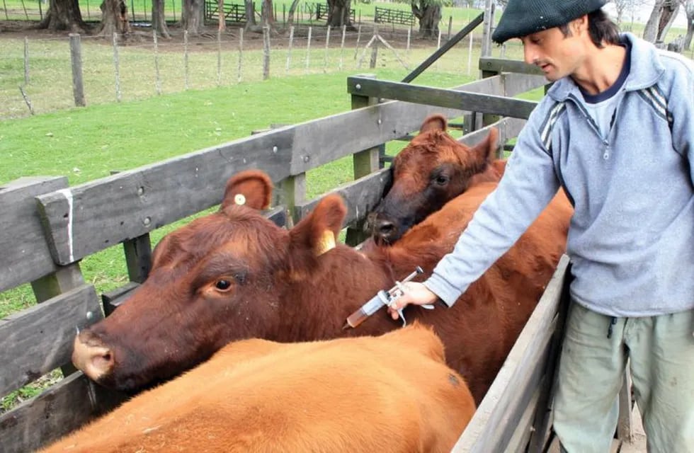 Investigadores de la UNLP lograron resolver más de 400 casos de robo de ganado en la provincia