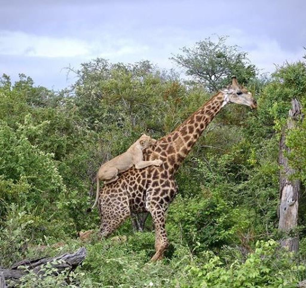 Jirafa atacada por leones en la reserva privada Klaserie, en Sudáfrica.