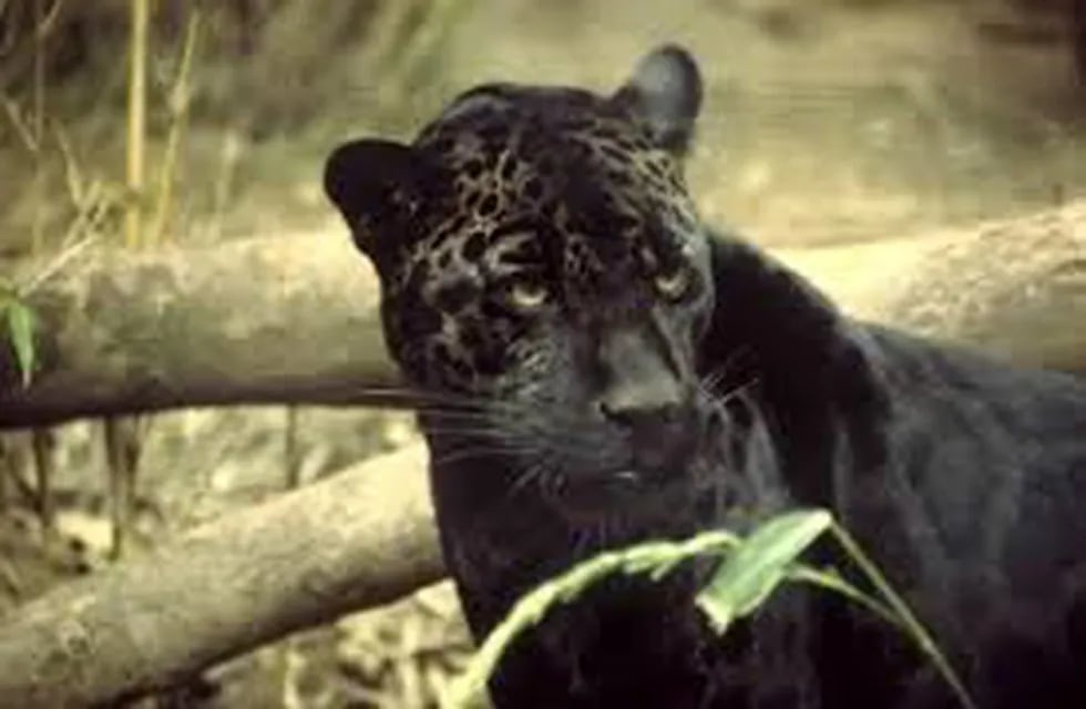 Jaguar negro (imagen ilustrativa)