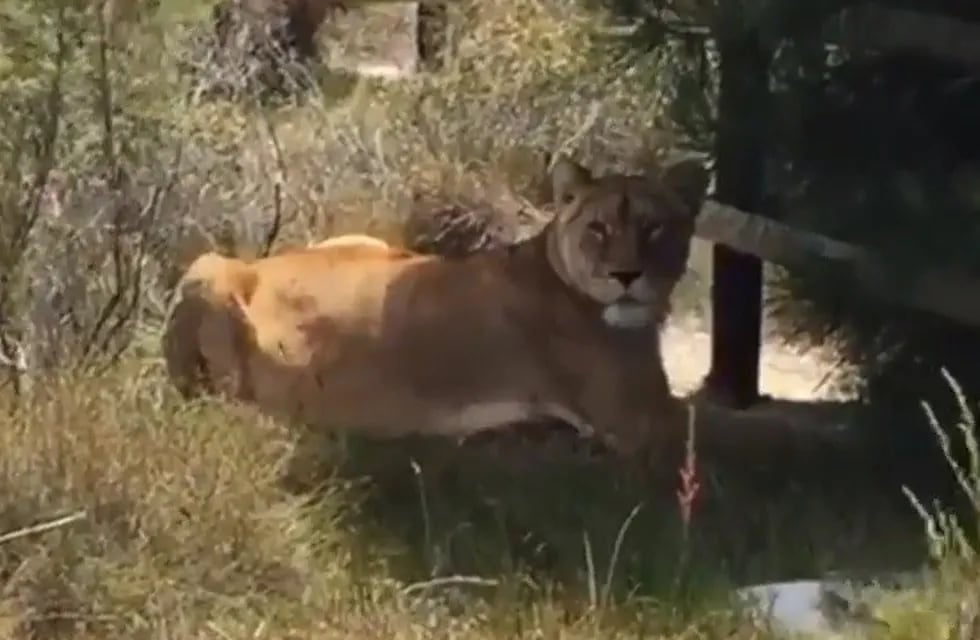 Baguira ya está en libertad. Su nuevo hogar, el Santuario Panthera, en Sudáfrica.