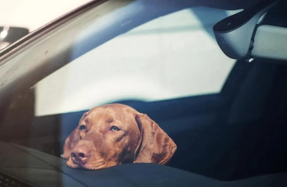 Una chaqueña dejó a su perro encerrado en el auto y se fue a tomar un café. (Imagen ilustrativa).
