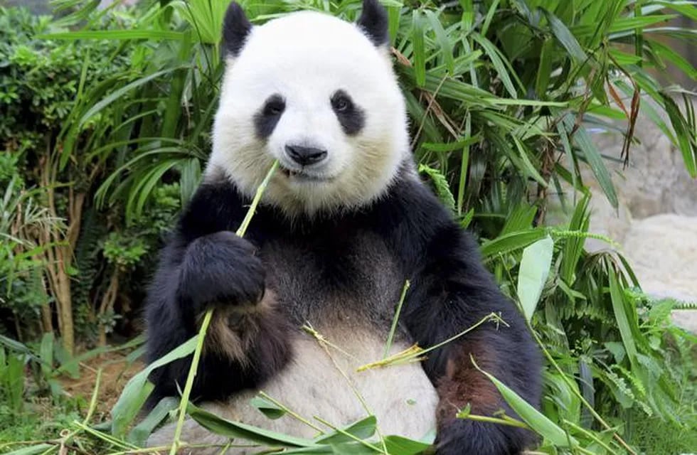 Captan un raro ejemplar de oso panda gigante albino