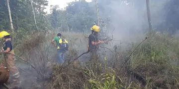 Incendio forestal en Iguazú afectó 10 hectáreas de bosque nativo