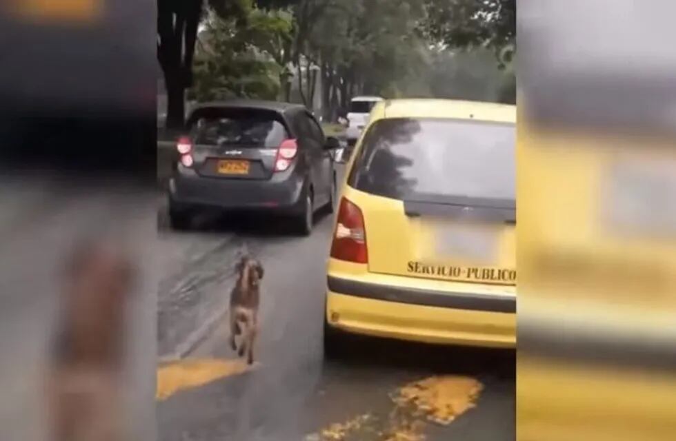 Un perrito corrió el auto de sus dueños, que intentaban abandonarlo (Foto: captura)