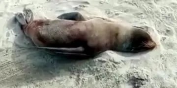 Rescataron a un lobo marino herido