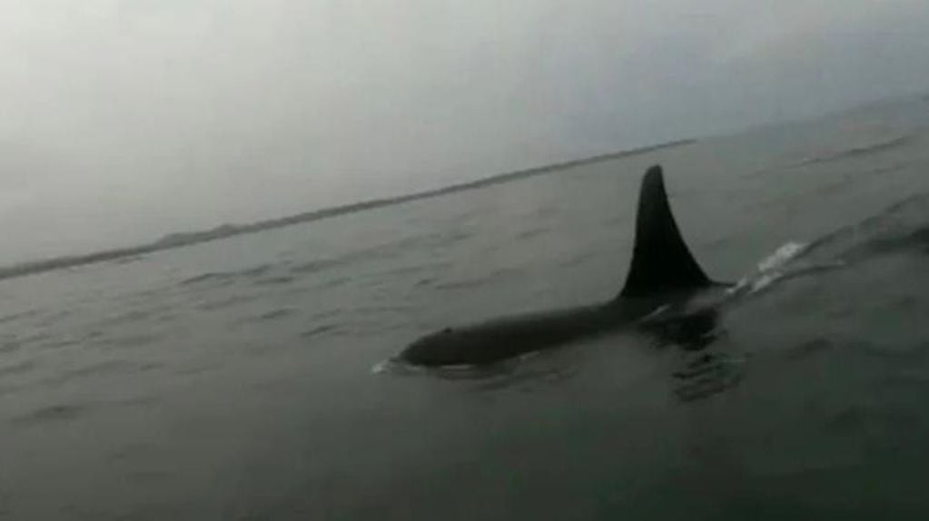 Una de las orcas que rodeo el bote de los nadadores.