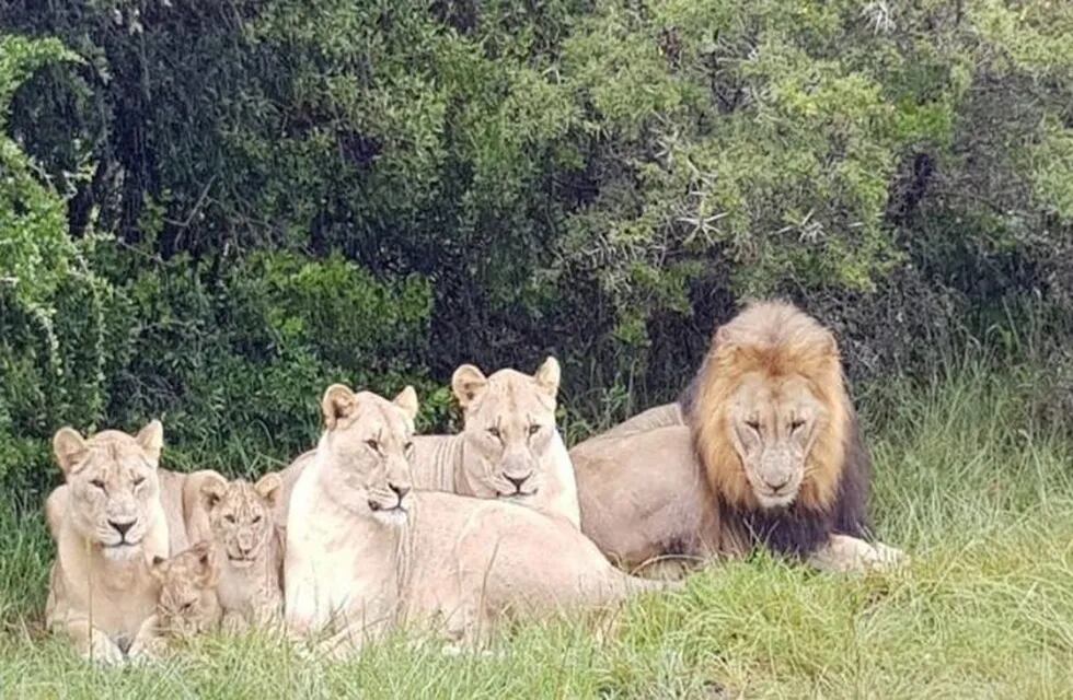 Una manada de leones devoró a tres cazadores que buscaban rinocerontes en Sudáfrica
