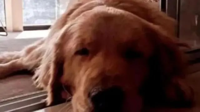 Denuncian un envenenamiento masivo de perros en La Plata: 15 mascotas murieron