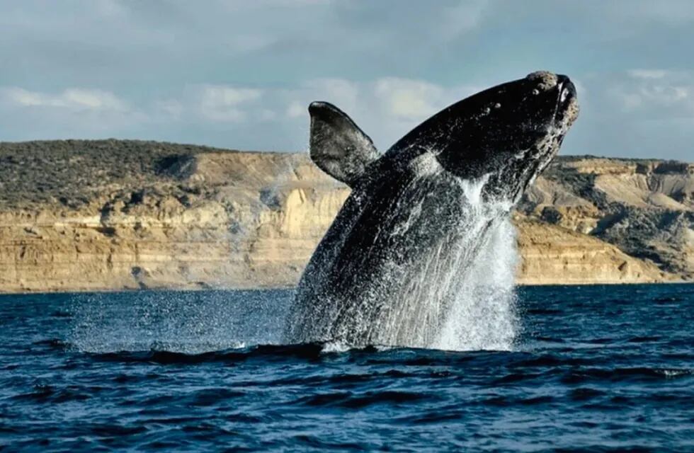 Llegaron dos especies de ballenas francas a la Península Valdés y se esperan más.