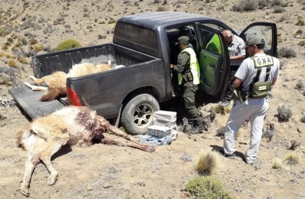 Los guanacos muertos fueron encontrados en la caja de una camioneta