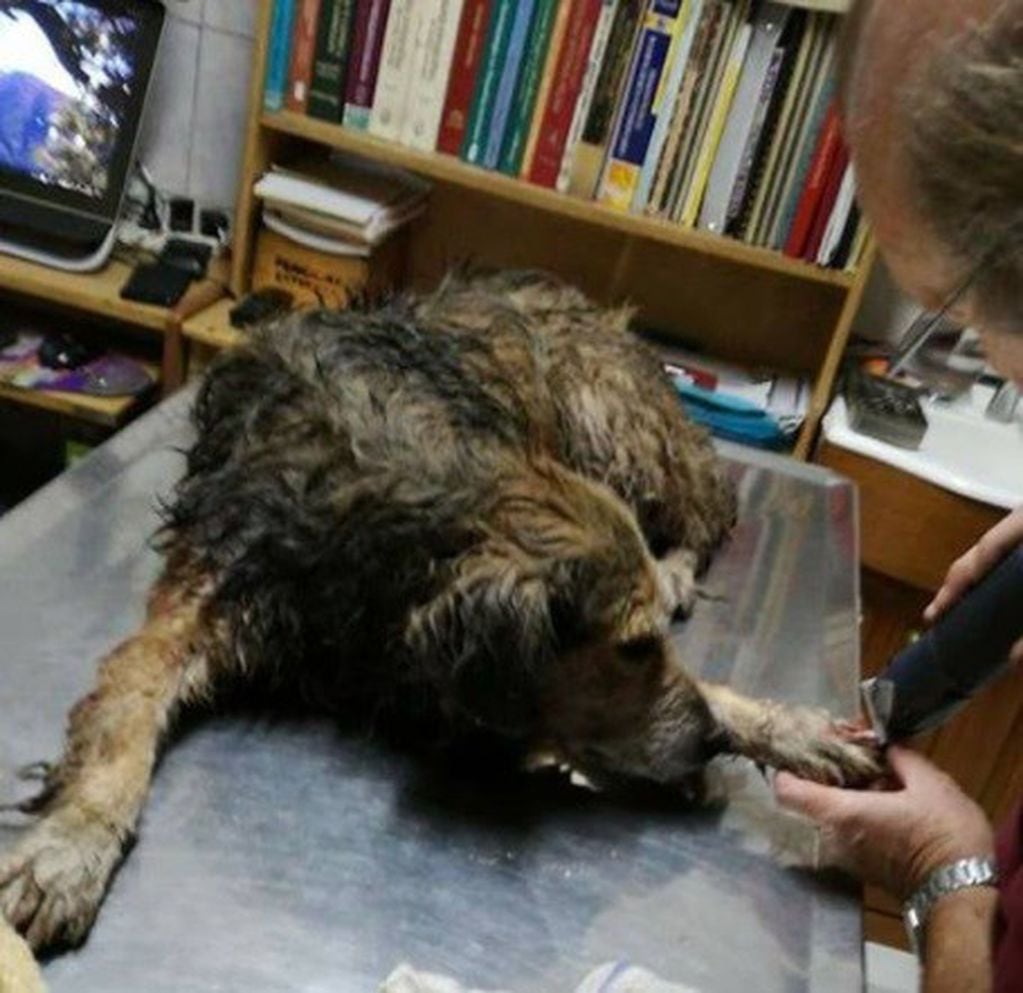 "Tintero", luego de ser atacado por un pitbull, fue atendido en una veterinaria.