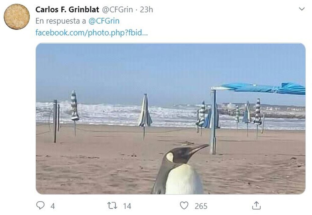 El pingüino en Miramar. (Twitter)
