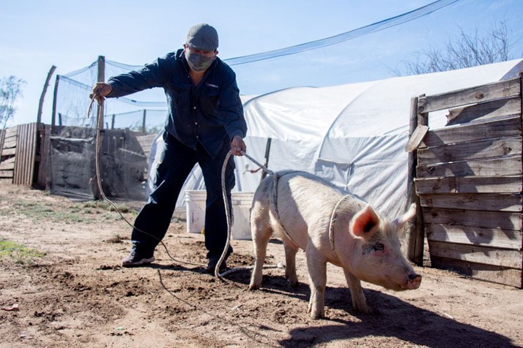 Entrega de cerdos con mejor genética a pequeños productores sanluiseños que estan empezando la actividad