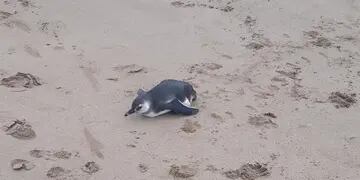 Un agente de la Patrulla Municipal rescató un pingüino en mal estado