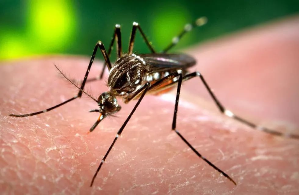 El mosquito transmisor de dengue. (AP / Archivo)