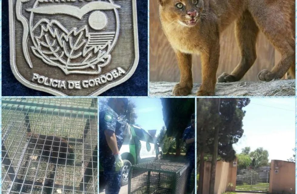 Policia ambiental rescató un felino salvaje.