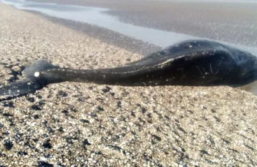 La ballena fue hallada por un visitante de la zona. La Secretaría de Ambiente permitirá que el cuerpo se descomponga de manera natural.