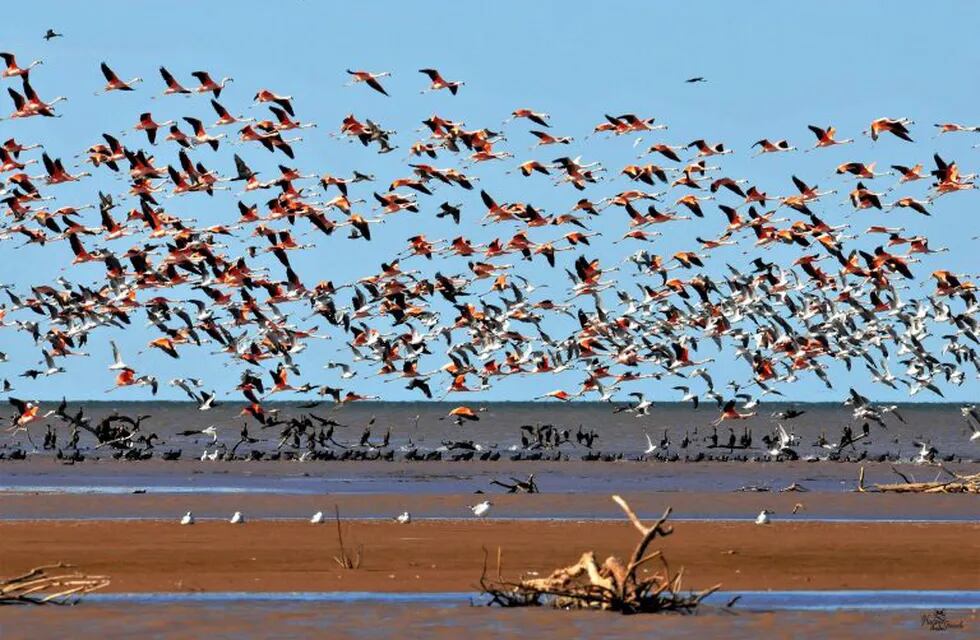 Aves en laguna Mar Chiquita,Córdoba. (Hugo Giraudo)