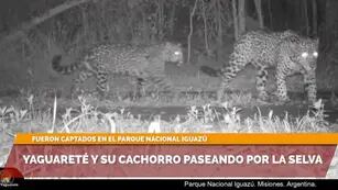 Yaguareté y su cría son captadas por cámara trampa del Parque Nacional Iguazú