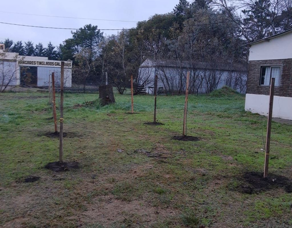 Tres Arroyos plantan fresnos en el predio de la Cabina Sanitaria