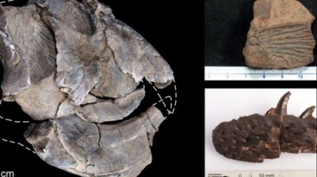 Científicos riojanos hallaron fósiles con 230 millones de años de antigüedad