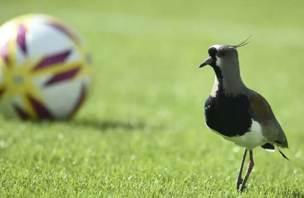 Dos teros atacaron a un juez de línea y demoraron un partido de la Primera C (Foto: imagen ilustrativa/web)