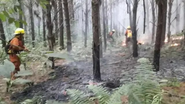 Incendios forestales: el foco registrado en la Zona Norte se encontraba en un pinar de Puerto Libertad