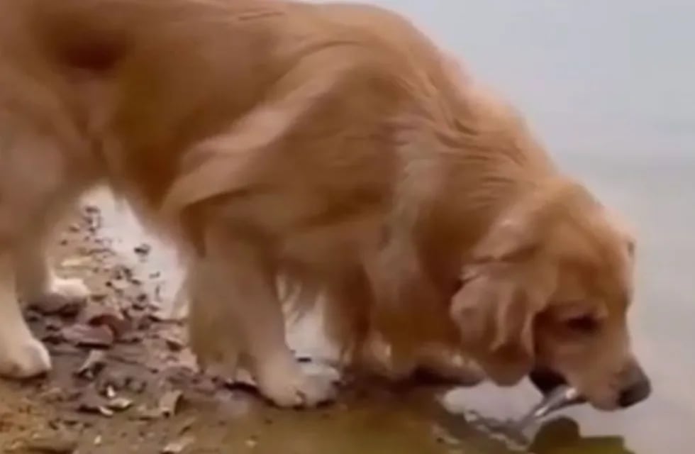 Un perro le salvó la vida a un pez y se volvió viral
