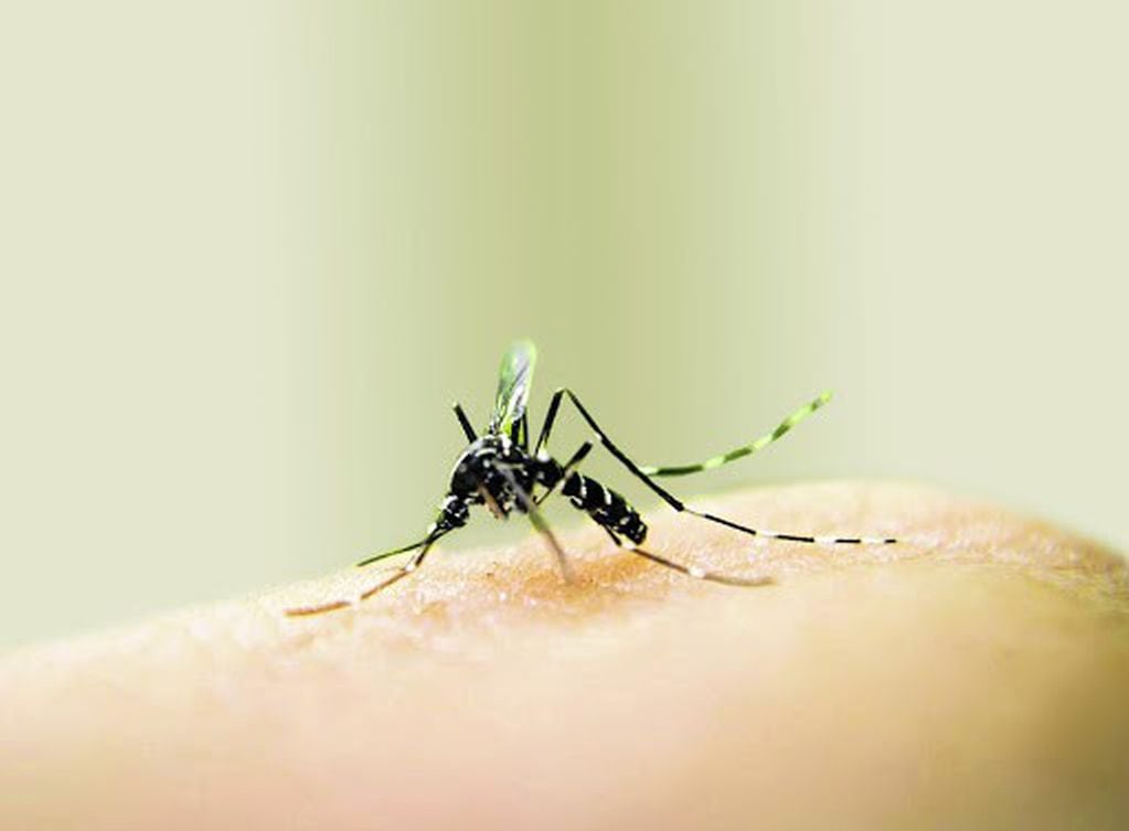 Mosquito Aedes Aegypti.
Crédito: web