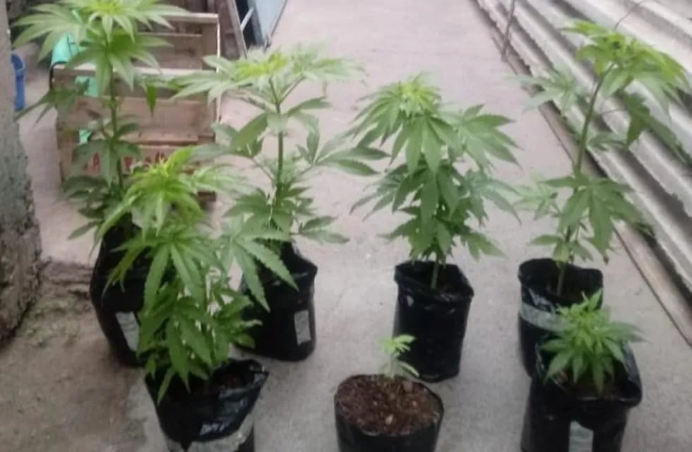 Jardinero desafortunado: cultivaba marihuana y lo descubrieron por colgarse de la luz. (Policía de Salta)