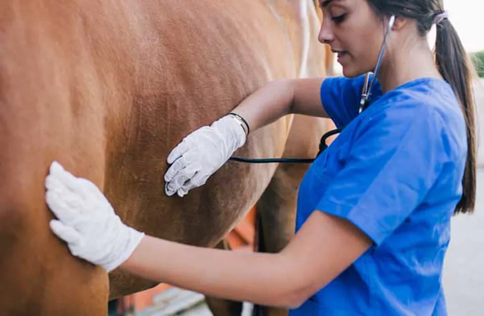 La importancia del control veterinario y la observación para la prevención y diagnóstico precoz de la enfermedad. FOTO ILUSTRATIVA.