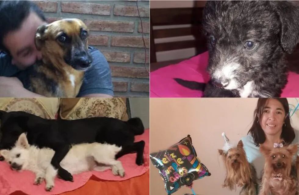 Las fotos de los perritos que nos enviaron los usuarios de Vía Córdoba.